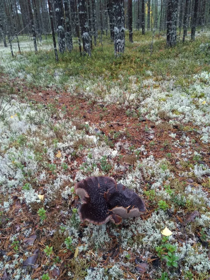 What a bastard? - My, Toadstool, Forest, Autumn, Winter, Snow, Longpost