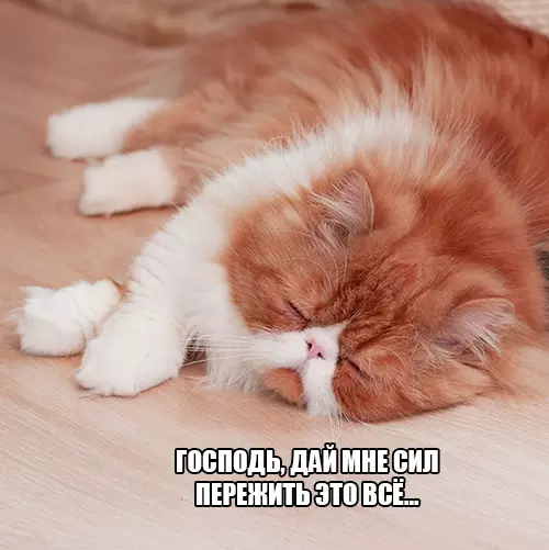 Ð£ Ð²ÑÐ�Ñ Ð�ÑÑÑ ÑÐ¾Ñ ÑÐ�Ð¼ÑÐ¹ Ð´ÑÑÐ³, ÐºÐ¾ÑÐ¾ÑÑÐ¹: ÐÐ¾Ñ, ÐÐ�ÑÑÐ¸Ð½ÐºÐ� Ñ ÑÐ�ÐºÑÑÐ¾Ð¼, ÐÐ¾ÑÐ¾Ð¼Ð�ÑÐ¸Ñ, ÐÑÐ¼Ð�Ð½ÑÐ¼Ð�Ð�, ÐÐ�Ð¸Ð½Ð½Ð¾Ð¿Ð¾ÑÑ, O-Zone, Dragostea din tei