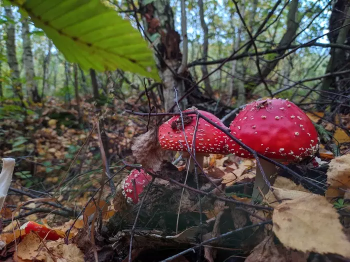 Amanitas! - Mushrooms, Fly agaric, Longpost