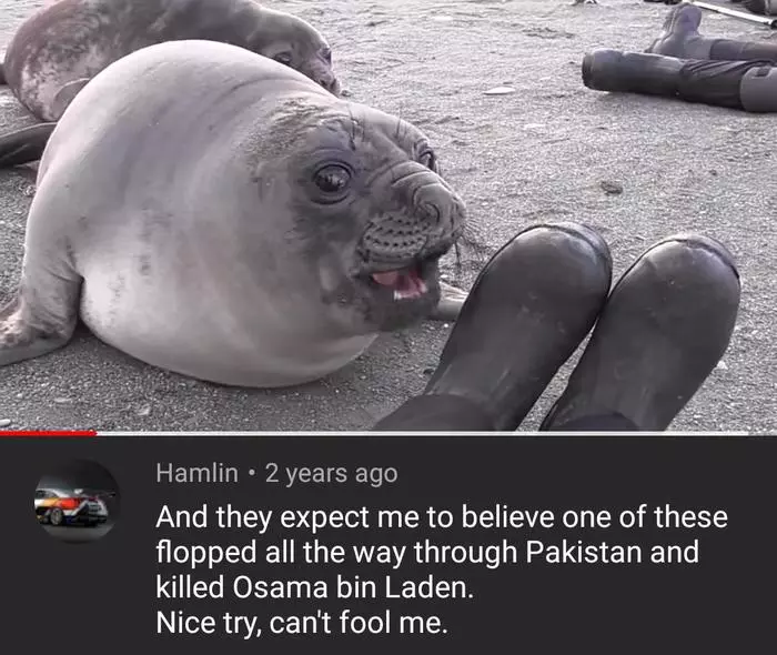 But no one has ever seen the body. - Fur seal, Seal, Animals, Special Forces, Wordplay, Osama bin Laden