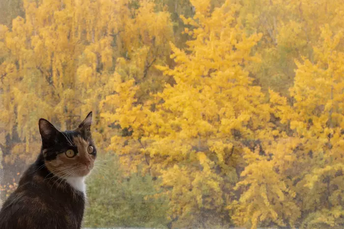 Summer has passed, Alice is sad - My, Autumn, Tricolor cat, Sadness, The photo, Longpost, cat, Catomafia