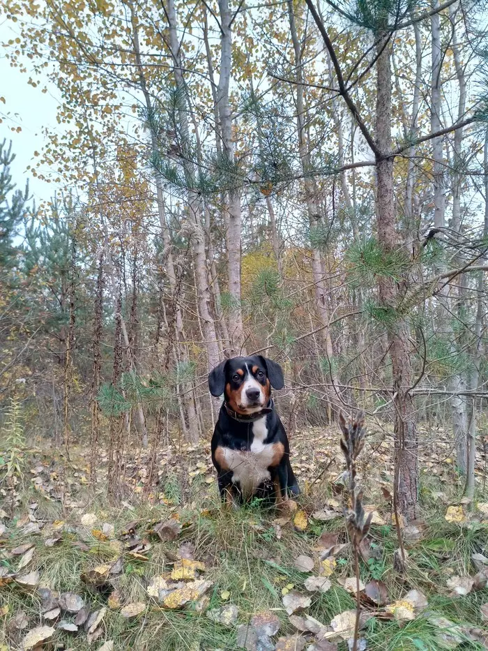 Entlebucher - Sennenhund, Entlebucher, Dog