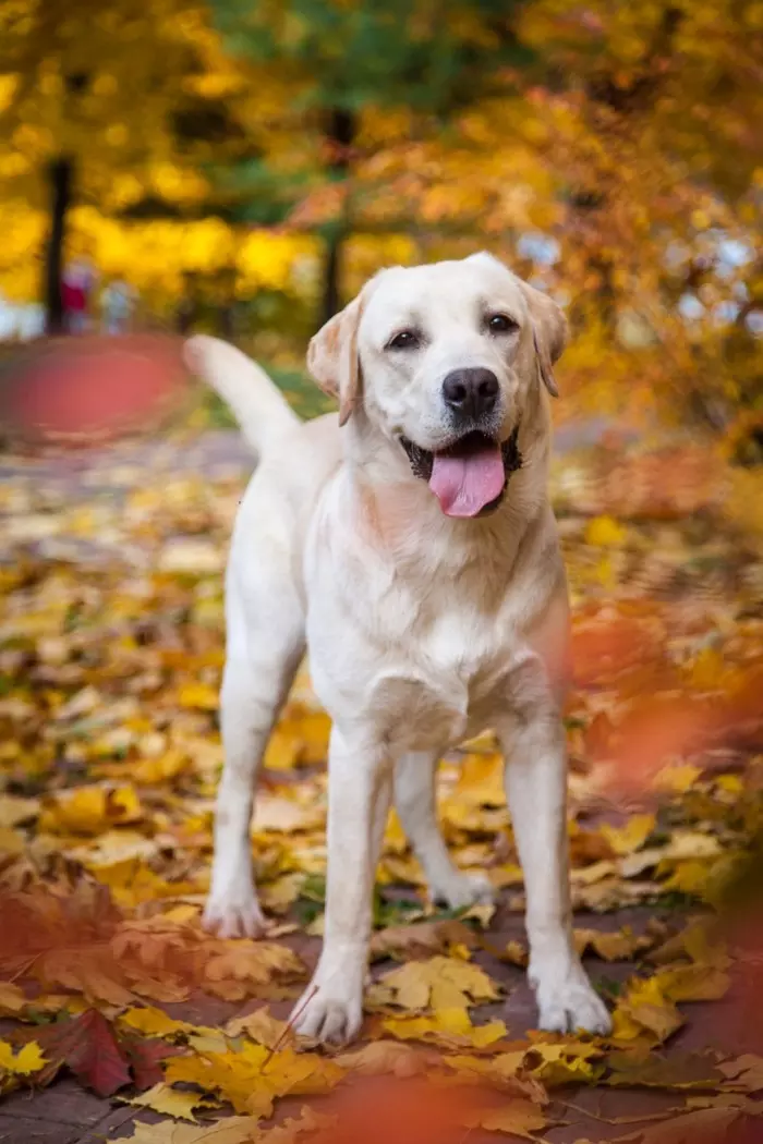 autumn canids - My, Dog, Autumn, The photo, Straight-haired Retriever, Labrador, Pet, Longpost, Pets