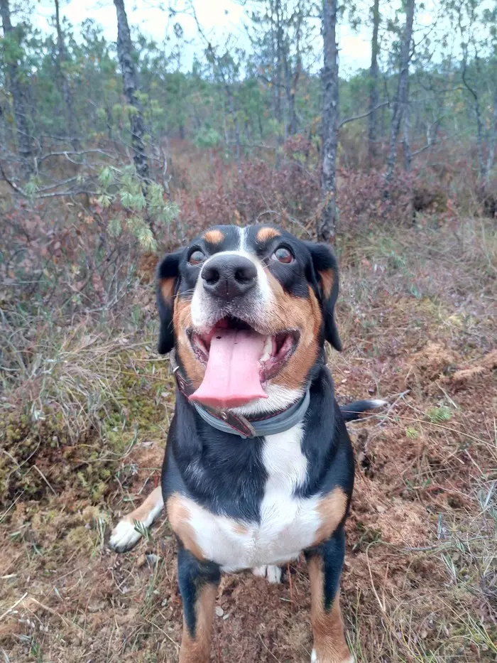 Entlebucher - Dog, Entlebucher, Sennenhund