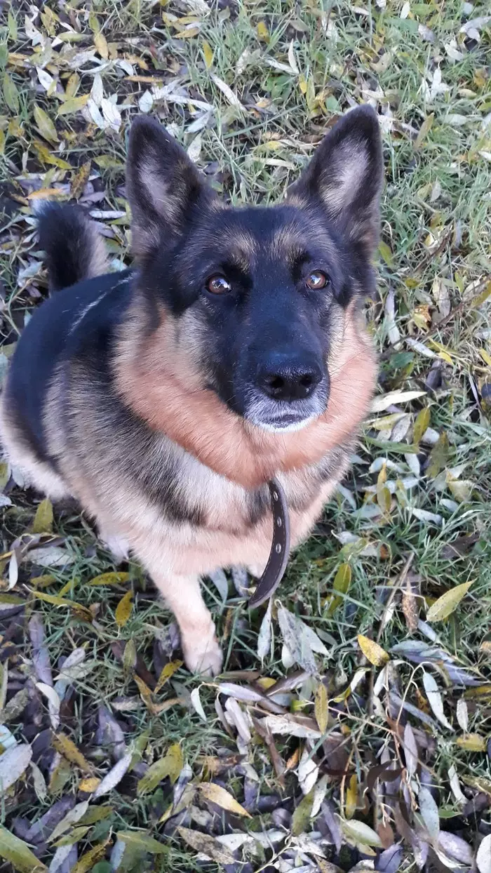 Good girl and little Paco. - My, German Shepherd, French Bulldog, , Kus, Longpost, Dog