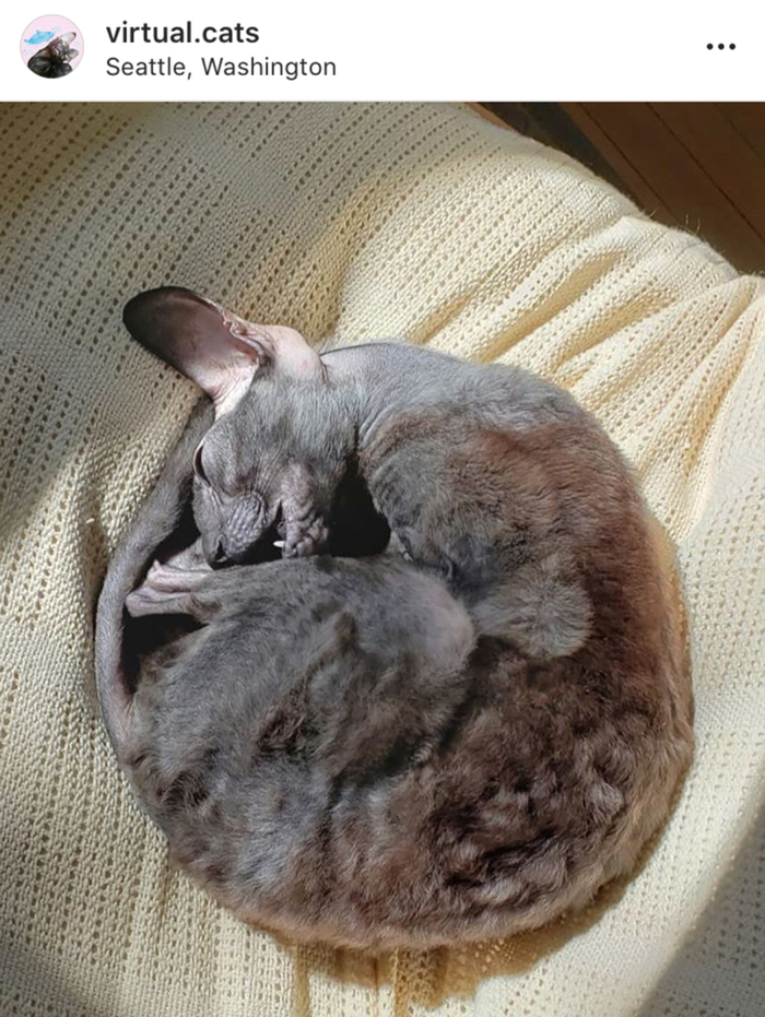 Purrfect circle , , , ,  , Procreate, 