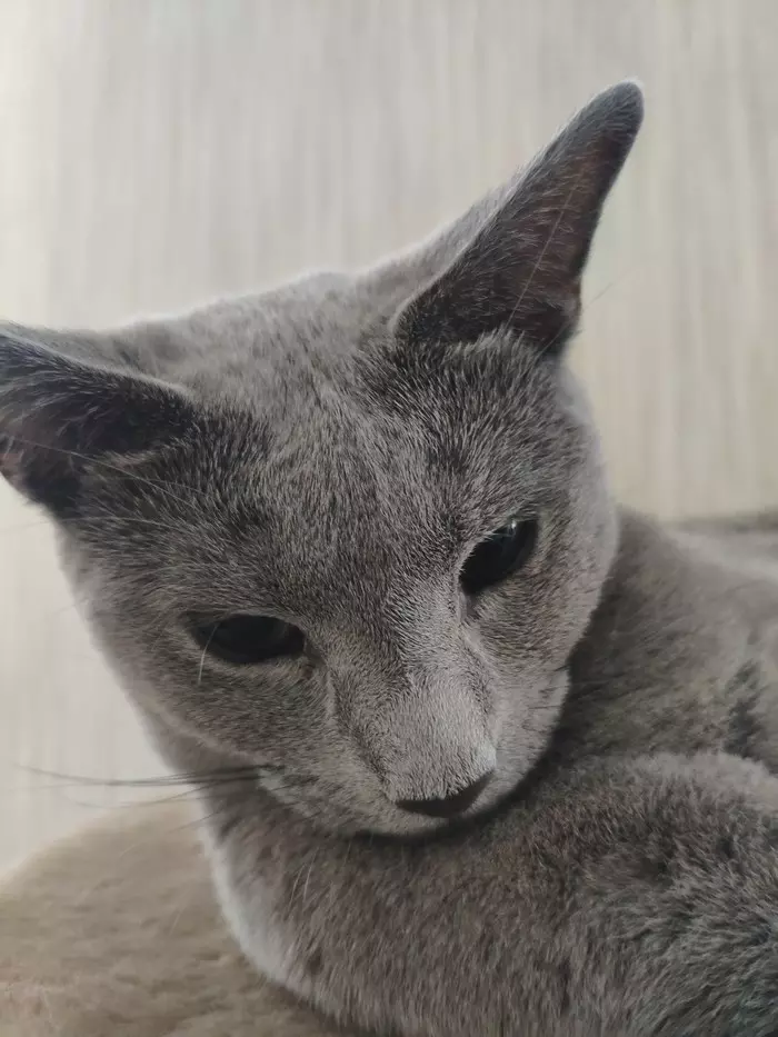 Hi all - My, Catomafia, Russian blue, Longpost, cat