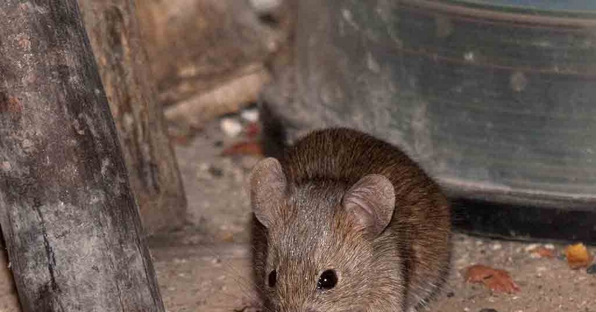 Домовая мышь. Где мышь. Где мышь. Мышка полевка. Мышь в норке.