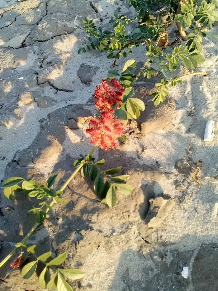 On the Don coast - My, Plants, Don, The photo, Longpost, Licorice