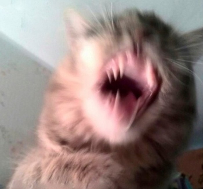 Киска зевает