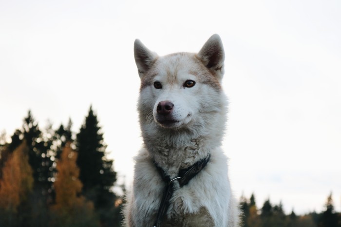 Charisma - My, Siberian Husky, Карелия, Nursery, The photo, Autumn, Ruskeala, Longpost, Dog