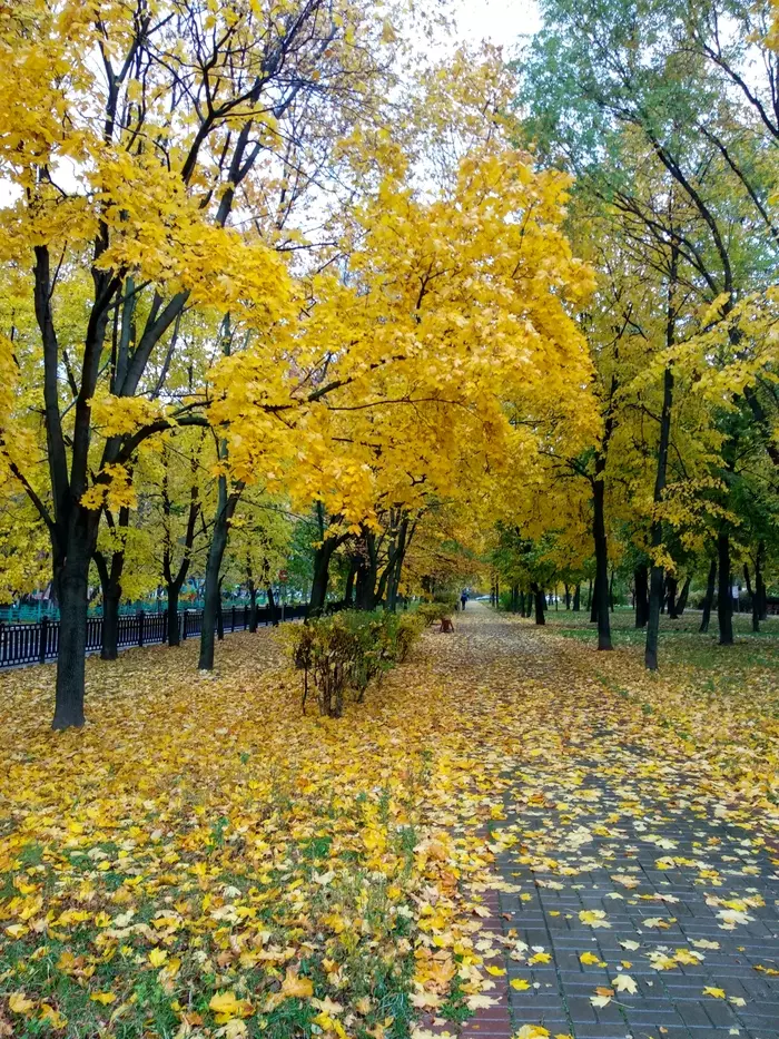 Yellow tree. - My, Autumn, Gold, Crooked, Photographer