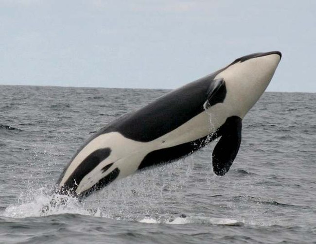 Mash about killer whales - My, Interesting, Longpost, Facts, Killer whale, Mammals, Video, Dolphin, The photo