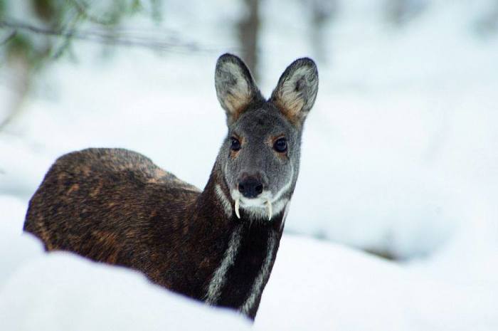 Breeding wild animals - My, Musk deer, Deer, Farm, Longpost, Deer