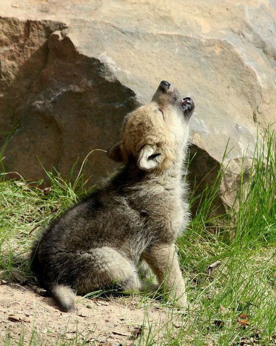 When too small to bite on the flank. - Milota, Cubs, Longpost, Animals