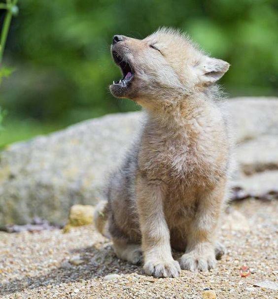 When too small to bite on the flank. - Milota, Cubs, Longpost, Animals