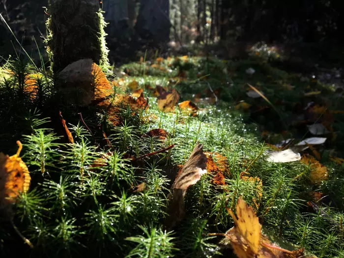 Karelian forests 2 - Карелия, Nature, Ruskeala, Autumn, , Longpost