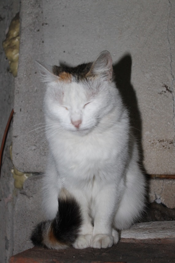 My personal Cotoland 200 - My, cat, Shelter, Good, Help, Cotoland, Lipetsk, Longpost, No rating, Kindness, Shelter Cotoland