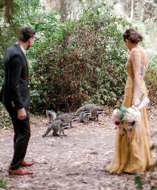 The newlyweds were delighted with the raccoons who wanted to meet them - Animals, Raccoon, Wedding, Longpost