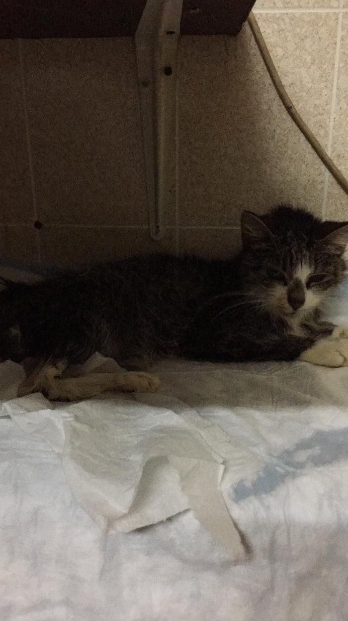 Умер член семьи. 20 лет. Извините, но слёз сдержать не удалось. Мотя, беги на радугу. Будь во дворе колодце питера, как дома.