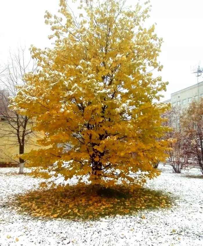 Surrounded but not broken - My, Leaves, Snow, Tree, Autumn, Winter, Nature