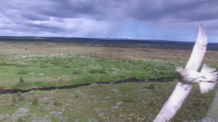   DJI, Phantom