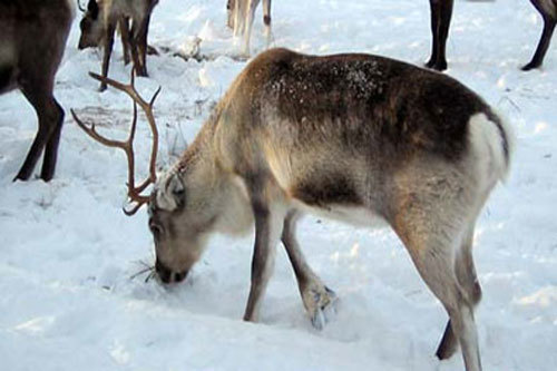 Why are female reindeer horned - My, Deer, Reindeer, Horns, Horns and hooves, Ethology, Deer