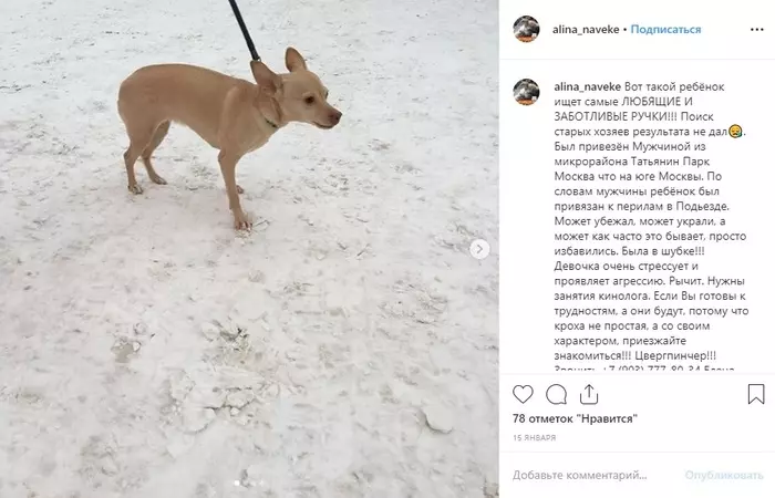 Zooshiza in Moscow steals pets again - Radical animal protection, Cats and dogs together, Longpost, cat, Dog, Negative