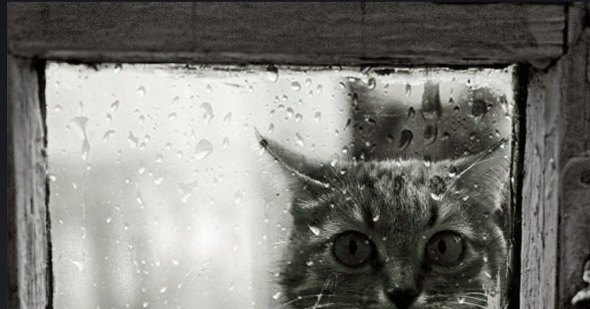 Тут так сыро. Одинокий кот. Мокрый одинокий котик. Картина одинокий кот. Спящий кот на окне.