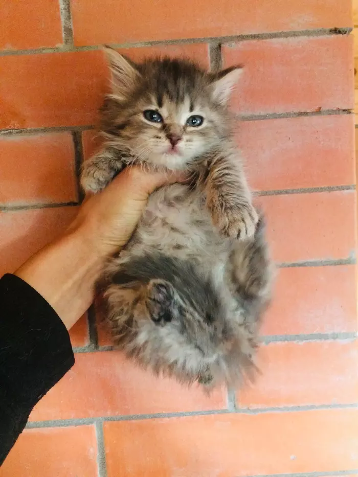 The armor has gone. The kittens are looking for a home again. St. Petersburg and Leningrad region. - My, cat, In good hands, The strength of the Peekaboo, Looking for a home, Saint Petersburg, Leningrad region, No rating, Longpost, Video