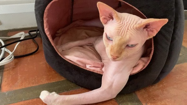Покорми, я два раза повторять не буду! Кот, Котомафия, Сфинкс, Домашние животные, Бицепс, Пушистые бицухи, Гифка