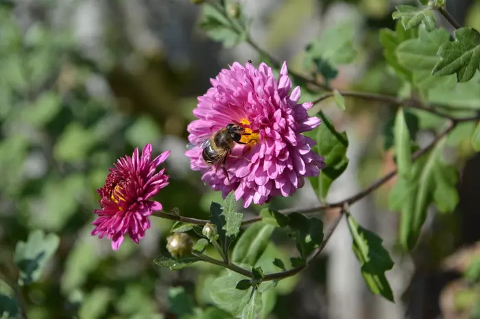 The garden in September is very beautiful! - My, Garden, Beginning photographer, The photo, Nikon d3100, Longpost