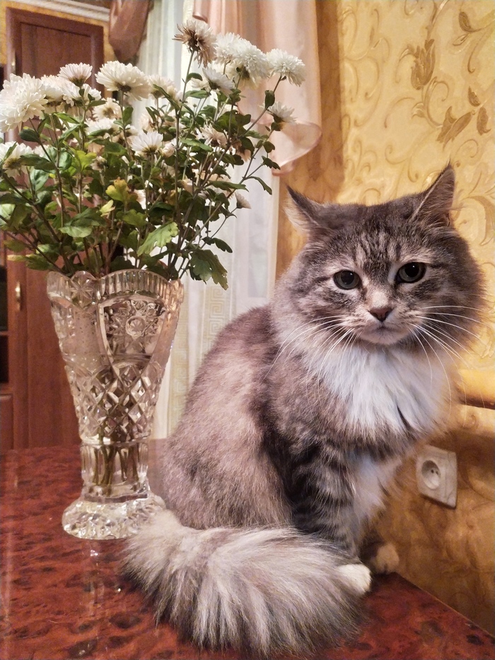 Котоматерь в цветах