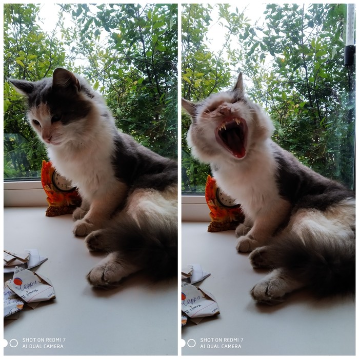 ��� ����� ���