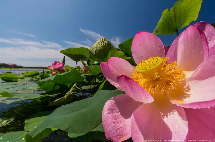 Lotus of Primorye - My, Lotus, Дальний Восток, Primorsky Krai, Putyatina Island, Beginning photographer, The photo, Travel across Russia, Longpost