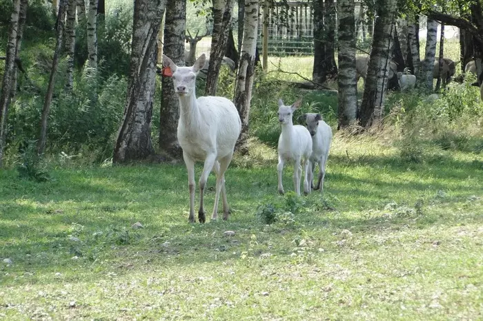 History of reindeer in Russia - My, Deer, Red deer, Fallow deer, Maral, Peter I, Peter III, , Story, Longpost, Deer