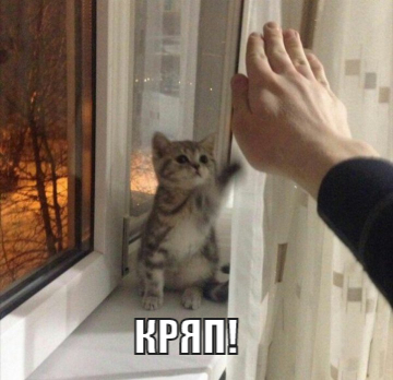 Kryap! - Memes, cat, Cake