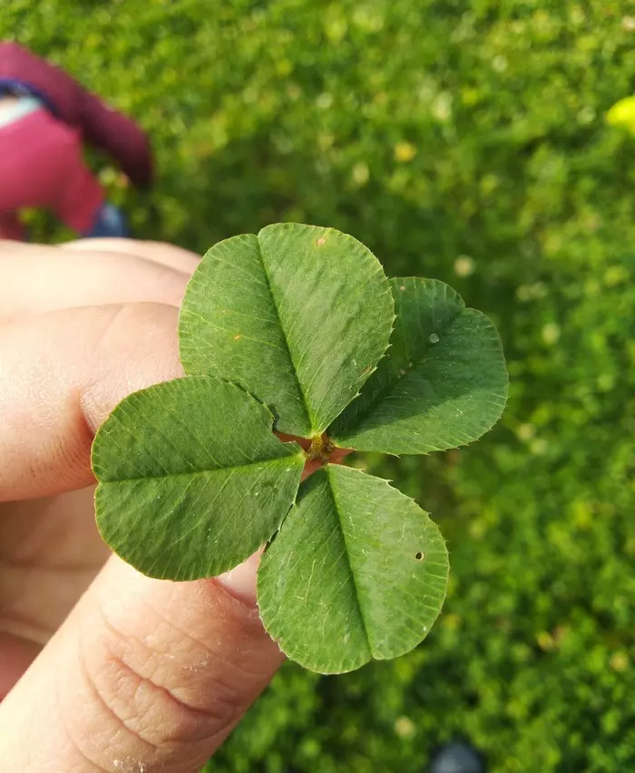 Good luck! - My, Clover, Four-leaf clover, Luck