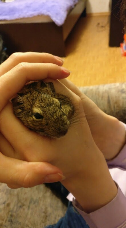 steppe squirrel - My, Squirrel, Animals, Longpost