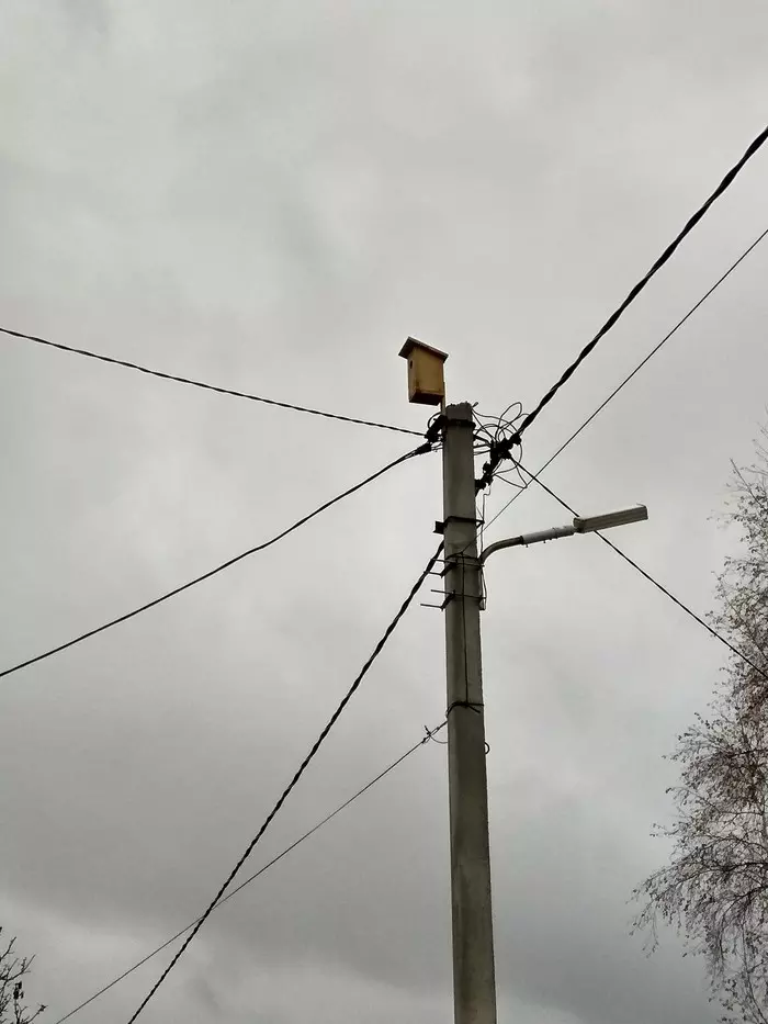 So many questions - Question, , Birds, Birdhouse, Why