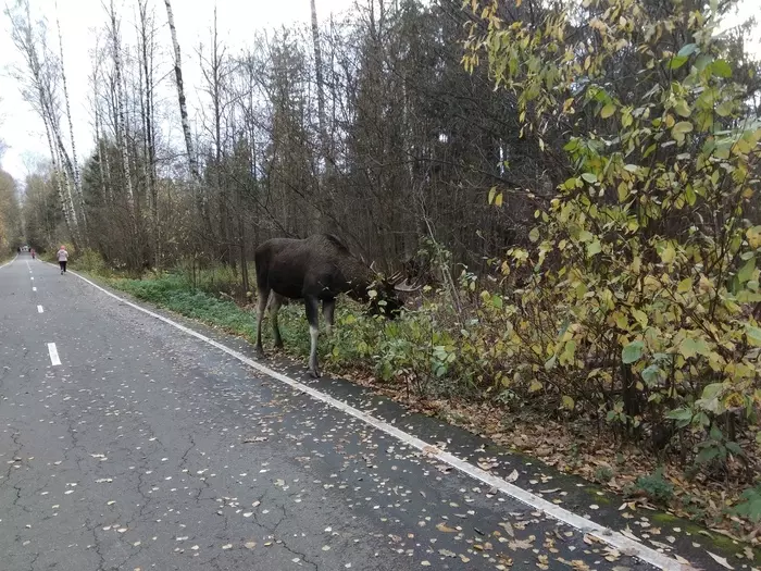 Pretty boy - My, Elk, Elk Island