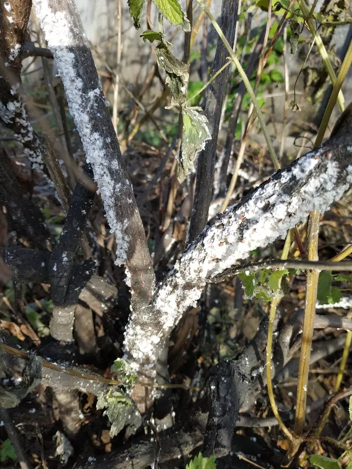 White bloom (fungus) on currant branches - My, Blackcurrant, Gardening, Berries, Bush, Market gardener, Garden, Сельское хозяйство, Agronomy, Longpost