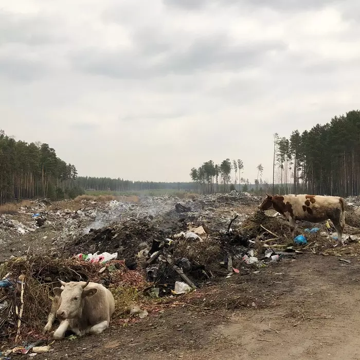 Stray... cows? - My, Cow, Garbage, Dump, Forest, Ecology, Village, Longpost