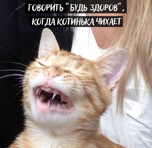 Когда любишь своего котейку. - Кот, Длиннопост, Животные