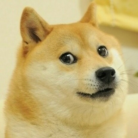 What kind of dog from memes is this? - My, Dog, Memes, Facts, What's this?, Who is this?, Doge