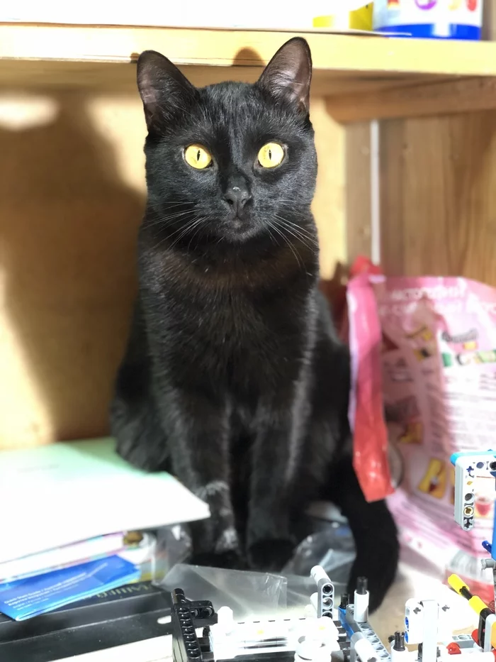 Немного котиков - Моё, Кот, Фотография, Черный кот, Кошкин дом, Животные, Длиннопост