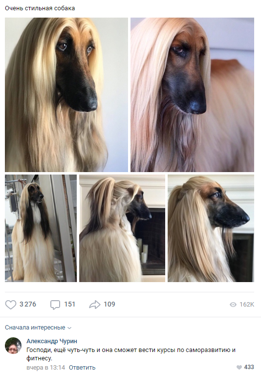 Hello, I am a blogger. - Screenshot, In contact with, Dog, Bloggers, Self-development, Afghan hound