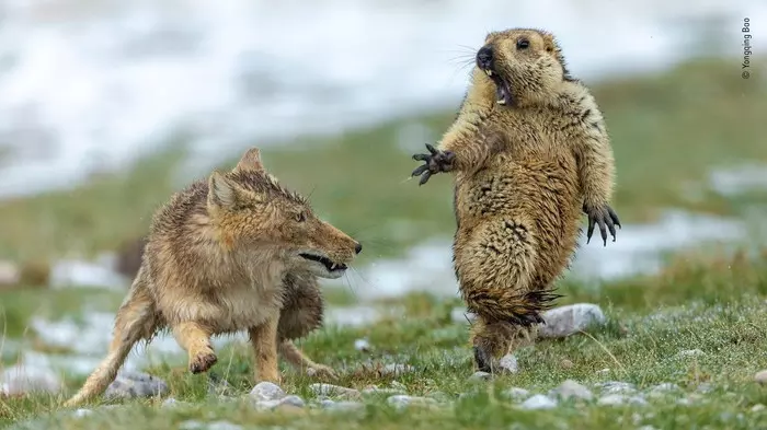 2019 Wildlife Photographer of the Year - Yongqing Bao - The photo, Nomination, Photographer, wildlife, Tibetan fox, Marmot