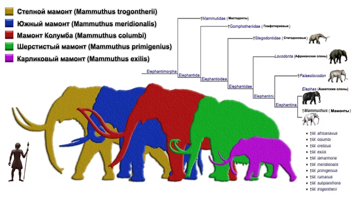 The last mammoths of Wrangel Island. - My, The science, Video, Longpost, Wrangel Island, Arctic, Holocene, Paleontology, Mammoth, Isotope analysis, Megafauna, GIF