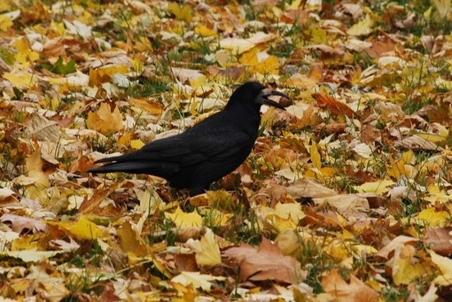 Rook - a spring bird? .. - My, Rook, Autumn, Nature, Leaves, Autumn leaves, Sheet